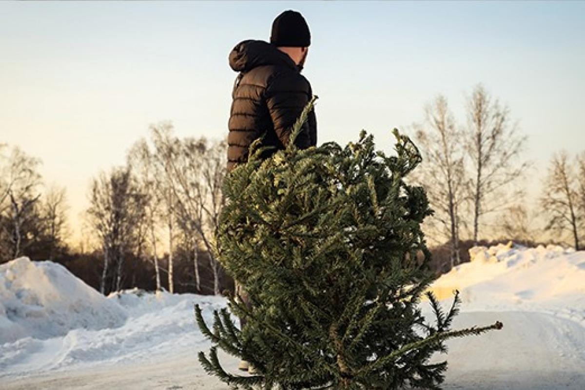 Kerstboom ophalen