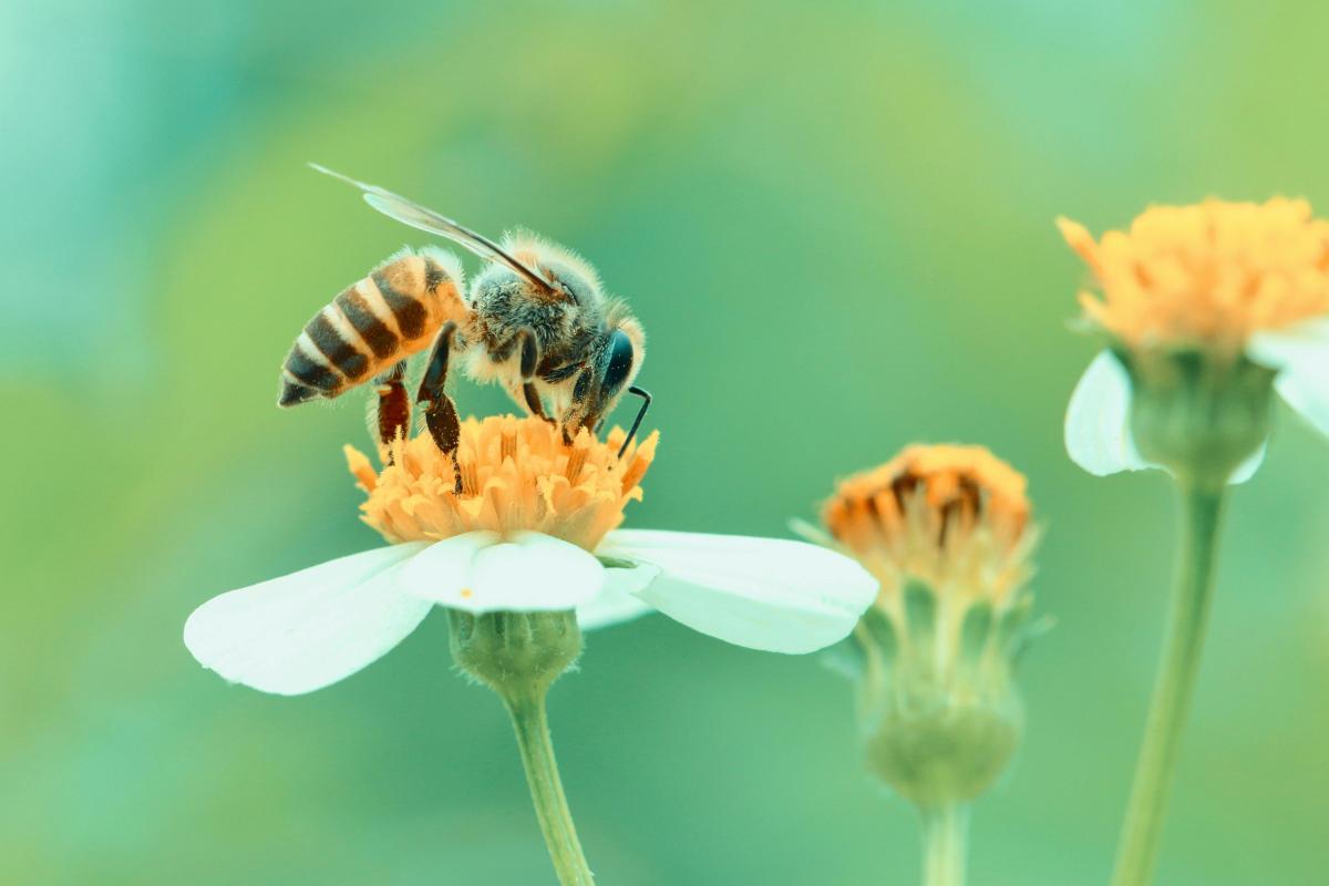 Bloemschikken Pasen © shutterstock